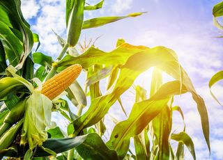 Выращивание кукурузы на зерно